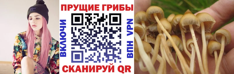 закладка Апрелевка Псилоцибиновые грибы прущие грибы